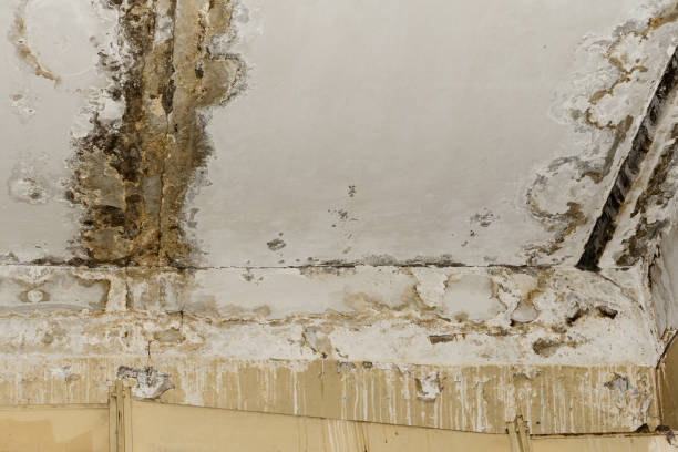 Trusted Meadowlakes, TX Water damage restoration Experts